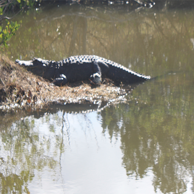 Alligator - Kidz Learn Applications