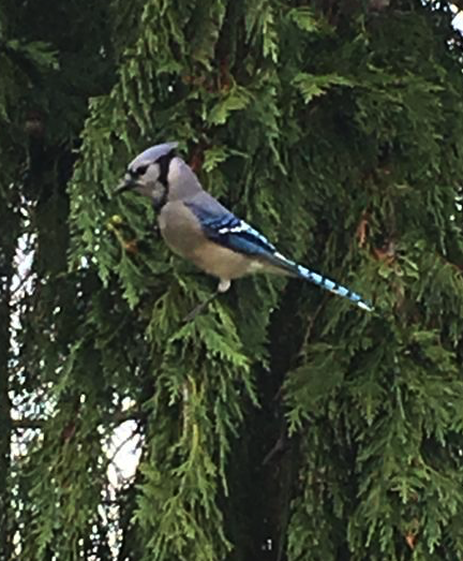 Blue Jay - Kidz Learn Applications
