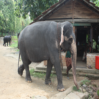Elephant - Kidz Learn Applications