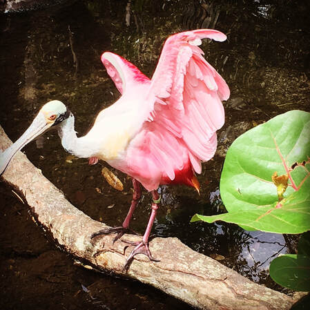 Roseate Spoonbill - Kidz Learn Applications