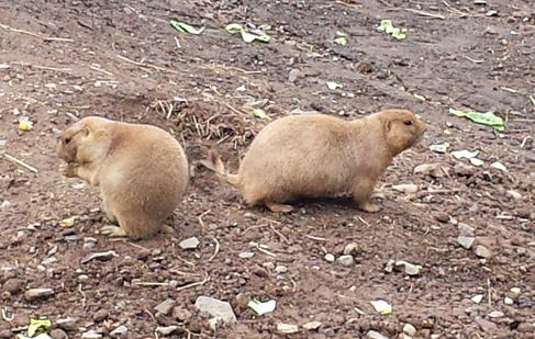 Prairie dog - Kidz Learn Applications