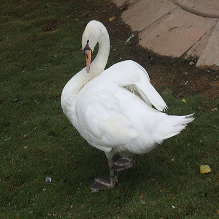 Swan - Kidz Learn Applications