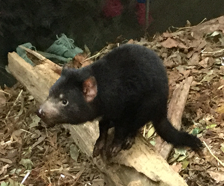 Tasmanian Devil - Kidz Learn Applications