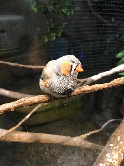 Zebra Finch  - Kidz Learn Applications                                           