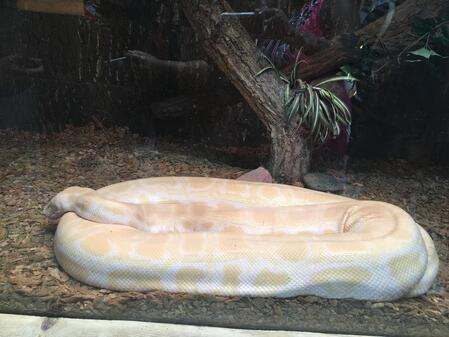 Boa Constrictor - Kidz Learn Applications