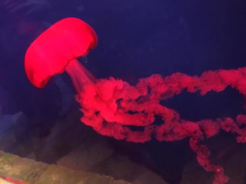 Jellyfish - Kidz Learn Applications